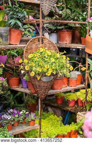 hanging Hybrid pentunias flower in basket