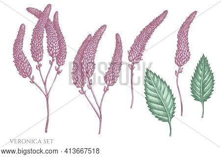 Vector Set Of Hand Drawn Pastel Veronica Stock Illustration