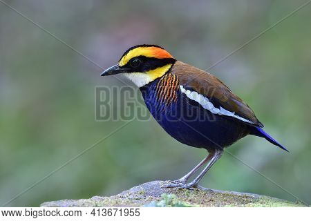 Fascinated And Colorful Bird Perching On Mossy Rock In Its Habitation Environment, Male Malayan Band