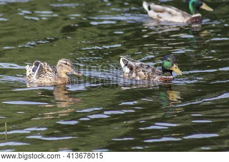 Wild Ducks On The Green Water Of The Pond