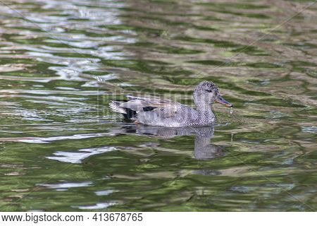 Wild Ducks On The Green Water Of The Pond