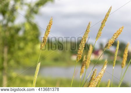 Blooming herbs on the windy shore of the lake