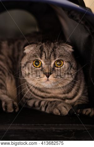 Scotish Fold Portrait At The Veterinary Clinic