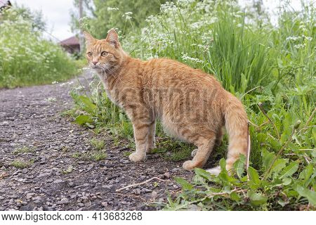 Ginger Cat On A Dirt Path To A Rural House Against A Background Of Green Grass