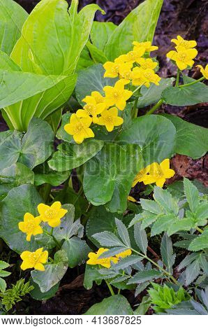 Marsh Marigolds Bloom Surrounded By Skunk Cabbage And Golden Alexanders, Parfrey's Glen Nature Prese