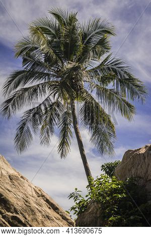 Palm In A Beautiful Beach In Malaysia Between Two Rocks