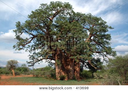 Baobab strom