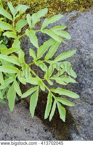 Golden Alexander Leaves (zizia Aurea) Grow Alonside Otter Creek In Parfrey's Glen Natural Area, Devi