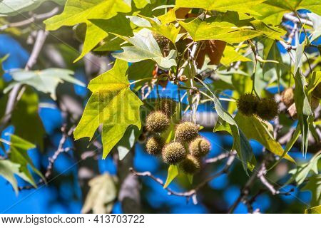 Green Leaves And Futis Of Pltatanus Oreintalis Tree In Sunset Light. Platanus Orientalis, The Old Wo