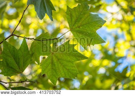 Green Leaves Of Pltatanus Oreintalis Tree In Sunset Light. Platanus Orientalis, The Old World Sycamo