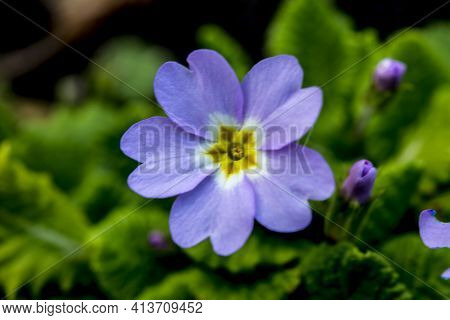 Purple And Yellow Primroses In Bloom And Leaves.primroses In Spring.