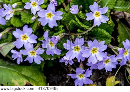 Purple And Yellow Primroses In Bloom And Leaves.primroses In Spring.