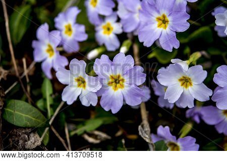 Purple And Yellow Primroses In Bloom And Leaves.primroses In Spring.