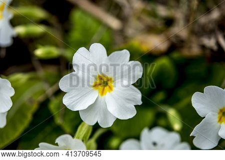 Purple And Yellow Primroses In Bloom And Leaves.primroses In Spring.
