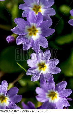 Purple And Yellow Primroses In Bloom And Leaves.primroses In Spring.