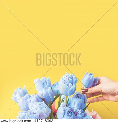 Bouquet Of Unusual Light Blue Tulips On A Bright Yellow Background. Wwoman's Hand Holds A Flower. Wi