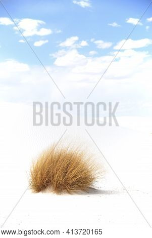 Patch Of Dry Grass On Dune In White Sands National Park, New Mexico, U.s.a.
