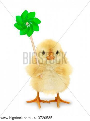 Cute chick is holding pin wheel wind power toy funny conceptual photo