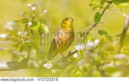 Yellowhammer Among The Yellow Leaves On The Tree