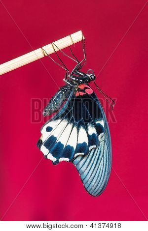 伟大的摩门教徒 (凤蝶曼 Agenor) 蝴蝶