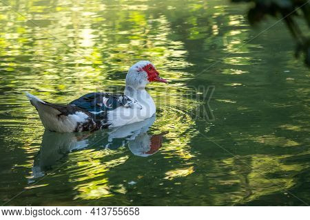 White And Black Duck With Red Head, The Muscovy Duck, Swims In The Pond. The Muscovy Duck, Lat. Cair