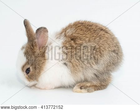 Close Up Of One First Brown Rabbit Animal Small Banny Easter Wear Hat Look At Camera Sit Pretty Beau