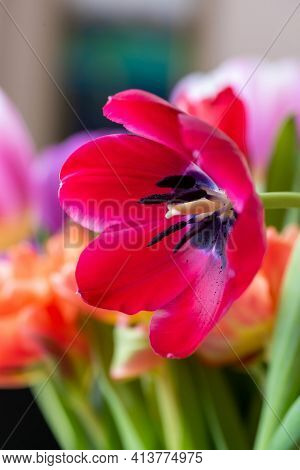 Red Tulip Cultivar With Many Petals Macro Photography On A Pink Background Of Other Tulips. For Cong