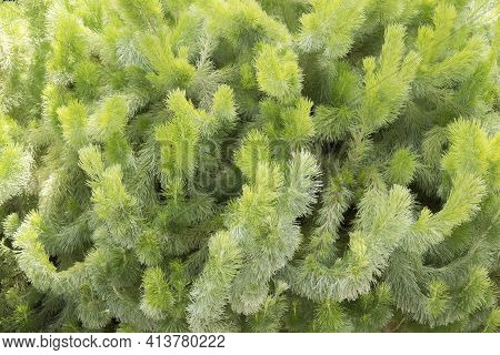 Adenanthos Sericeus Also Commonly Known As Woolly Bush.