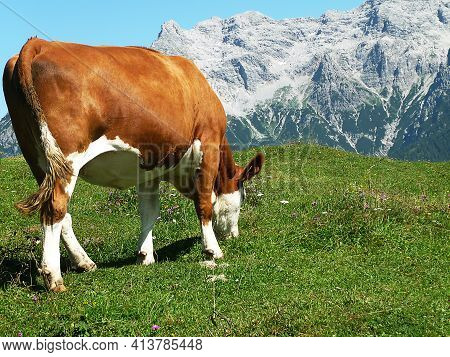 A Cow Be Grazing In The Austia Alps.