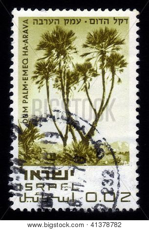 Dum Palm - Emeq Ha-arava