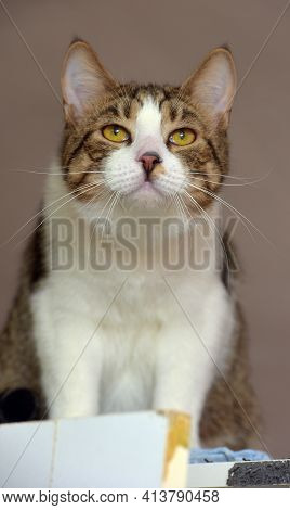 Brown And White Beautiful Cute Cat Close Up