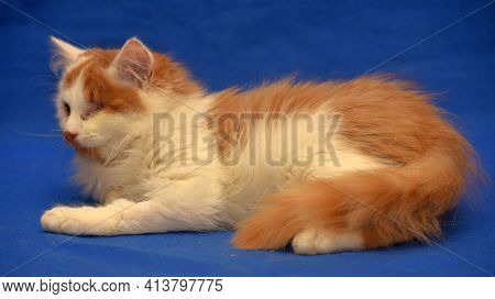 Small Red And White Kitten One-eyed Disabled