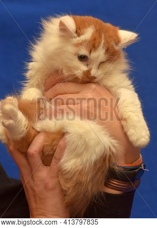 Small Red And White Kitten One-eyed Disabled