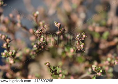 Japanese Barberry Kobold - Latin Name - Berberis Thunbergii Kobold