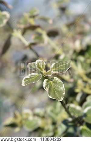 Wintercreeper Emerald Gaiety - Latin Name - Euonymus Fortunei Emerald Gaiety