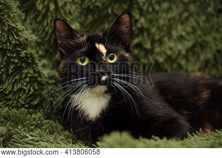 Black With Red And White Cat On A Green Background
