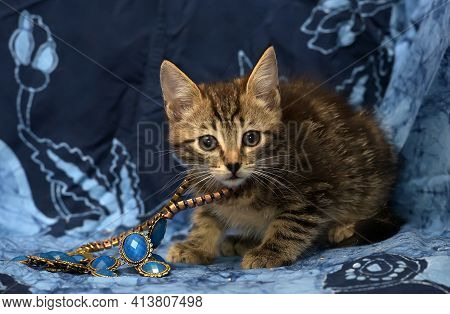 Cute Brown Striped Kitten On A Blue Background With A Beads On His Neck
