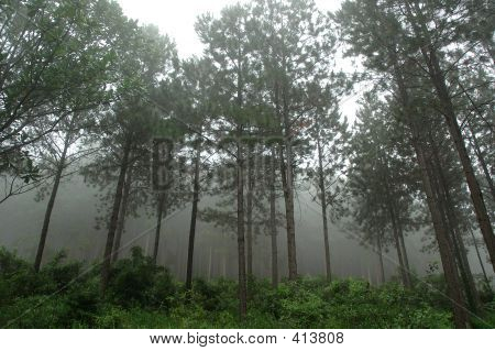 Erdő