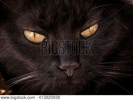 Close-up Of The Muzzle Of A Fluffy Pedigree Cat Of A Dark Color