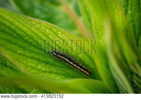 Close Up Photo Of A Black And Yellow Caterpiller
