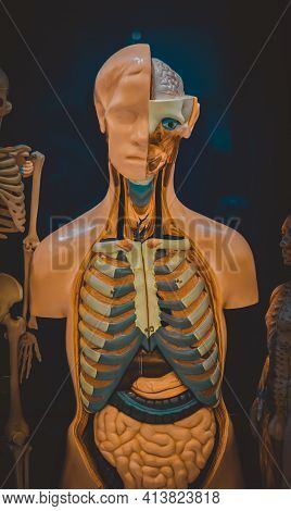 Human Internal Organs Dummy, Training Dummy, Detail Of The Face