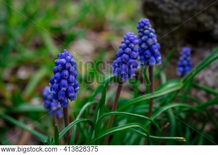 Muscari Neglectum, Grape Hyacinth Beautiful Blue Flower