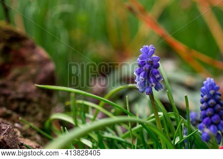 Muscari Neglectum, Grape Hyacinth Beautiful Blue Flower