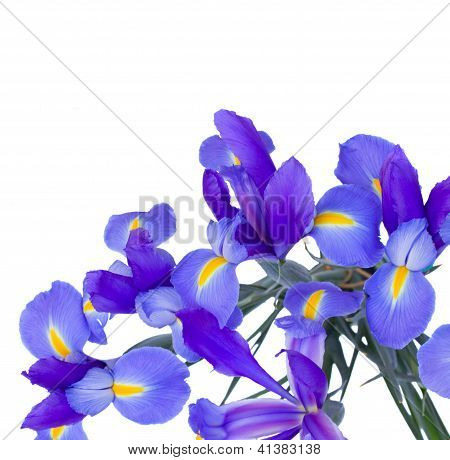 Sbocciano fiori di Iris