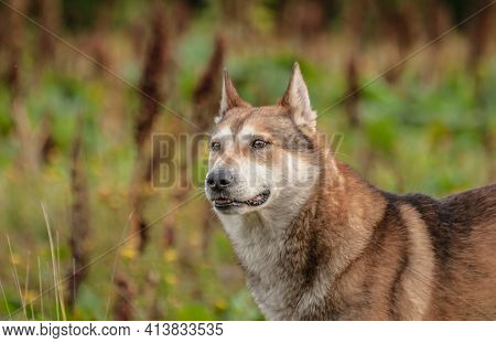 Portrait Of A Dog Of Breed Siberian Laika On The Background Of Nature