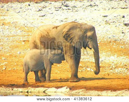 2 Elefante