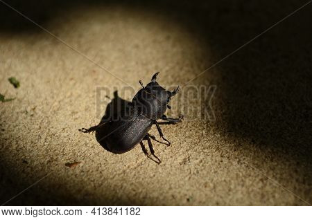 Dorcus Parallelipipedus, The Lesser Stag Beetle, Is A Species Of Stag Beetle Found In Europe.