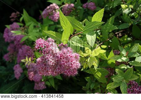 Twiggy Branch Of Japanese Meadowsweet With Pink Flowers In Une