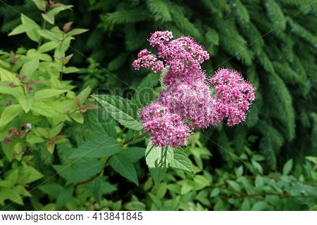 Vibrant Pink Flowers Of Japanese Meadowsweet In June