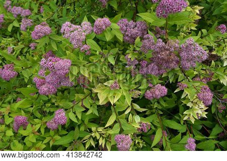 Yellowish Green Leafage And Pink Flowers Of Japanese Meadowsweet In June